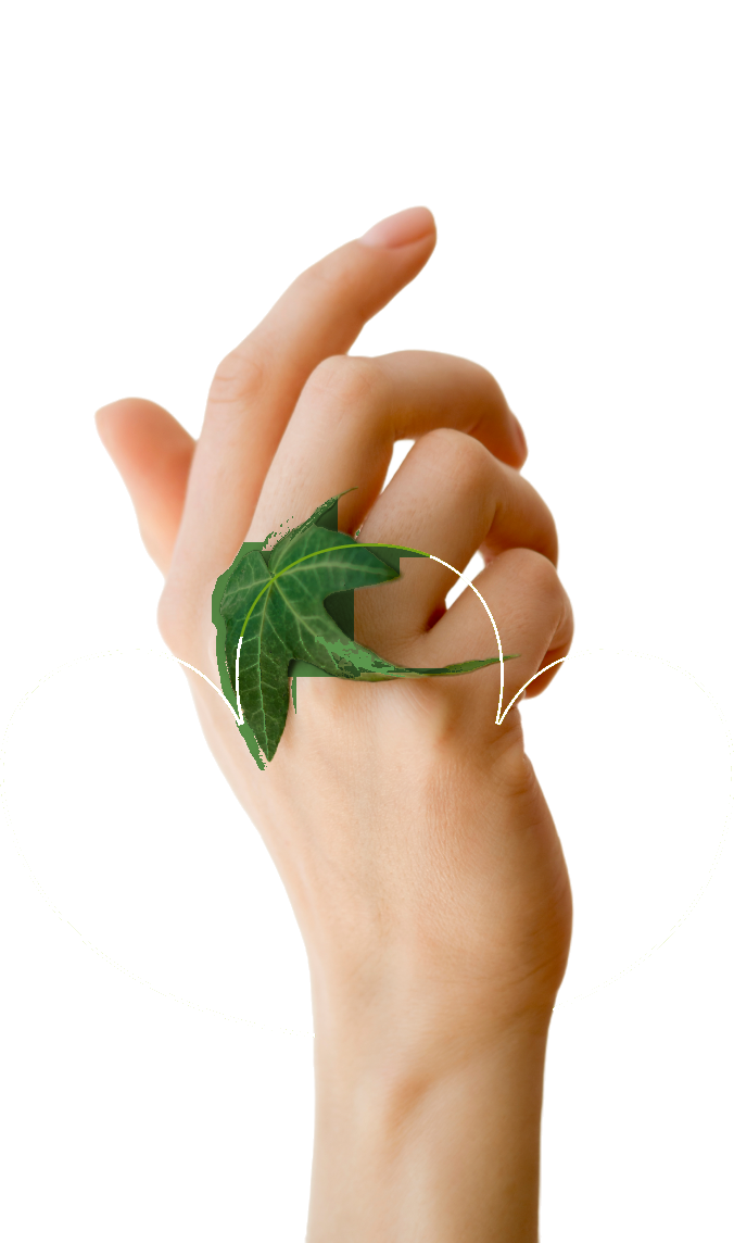 A hand gently holding an ivy leaf, encircled by a heart-shaped line