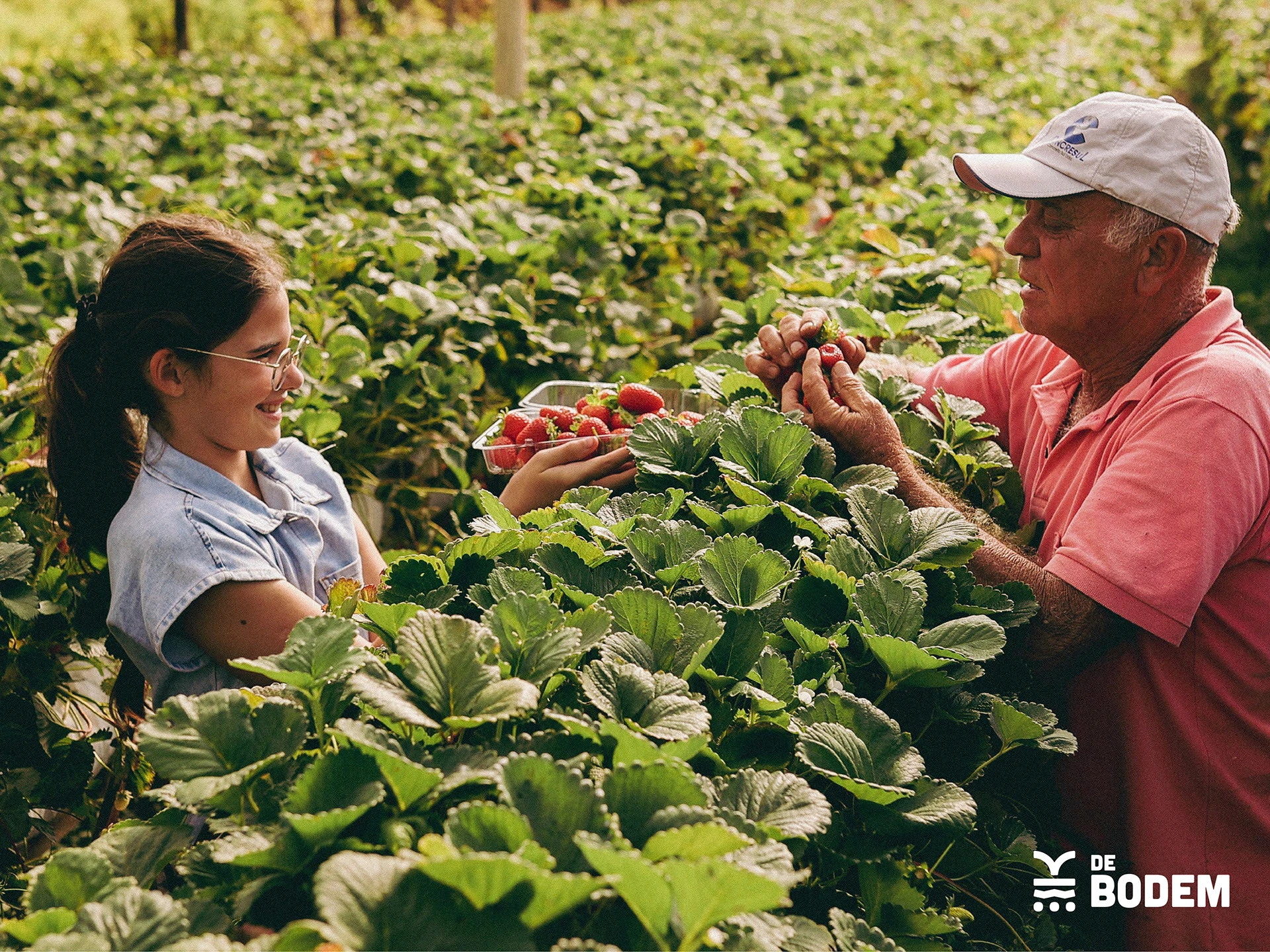 Two farmers inspecting freshly picked strawberries in a field