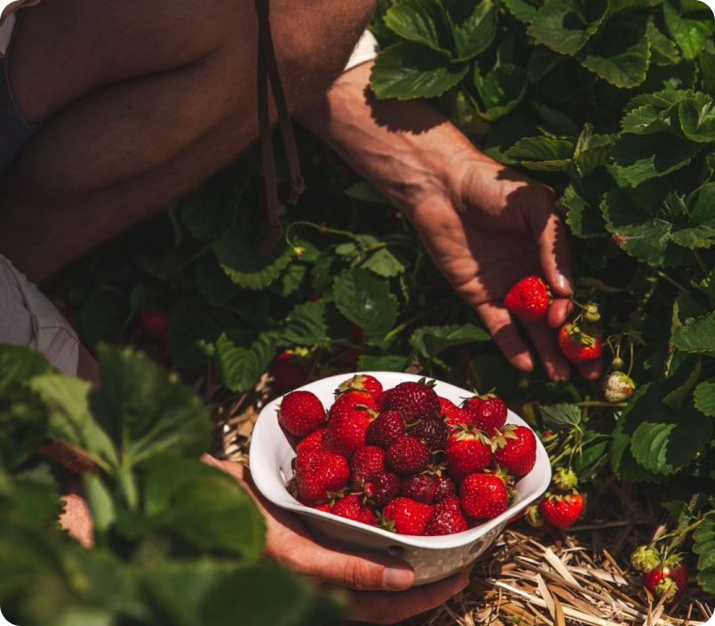 Hands harvesting strawberries into a white bowl