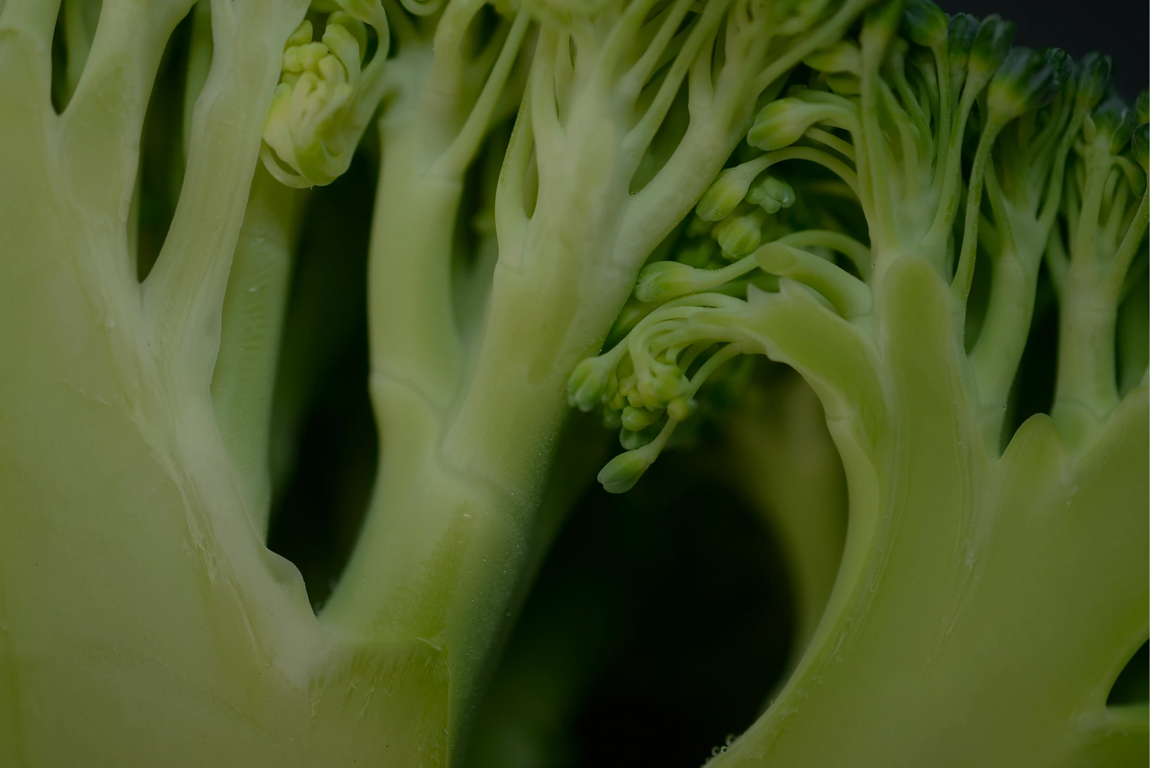 Close-up of fresh broccoli