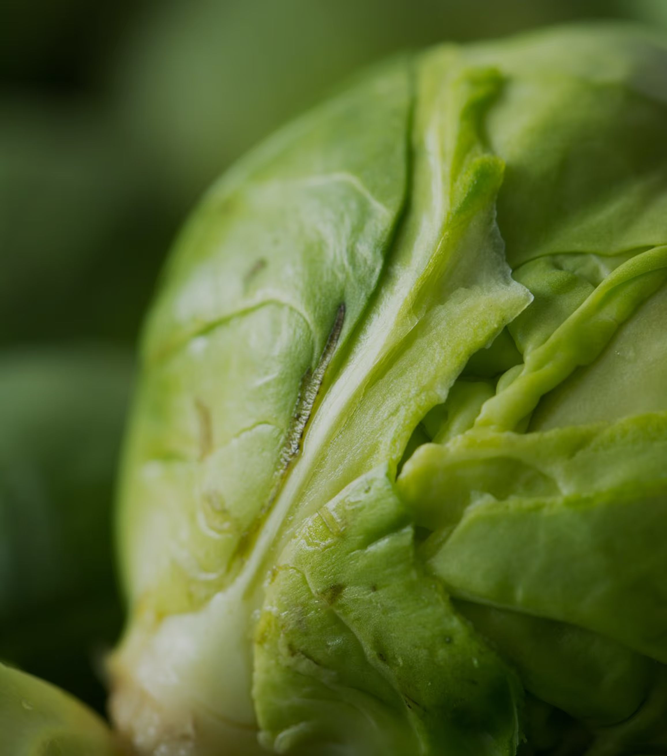 Fresh lettuce leaves