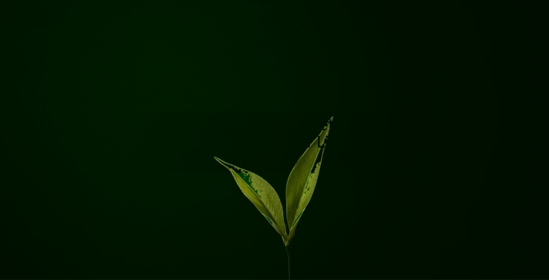Organic sprout